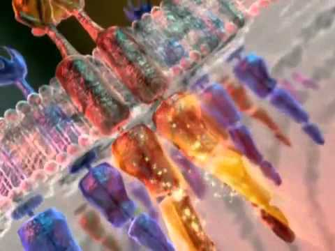 Видео о препарате Сунитиниб :: Сутекаст (Sutekast) :: аналог Сутент капс. 12,5мг №28